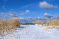 Dünen im Schnee von Ostsee Bilder Miniaturansicht