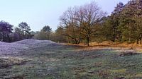 Winter in de Amsterdamse Waterleiding Duinen van Jaap Mulder thumbnail