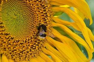 Bienenzeit