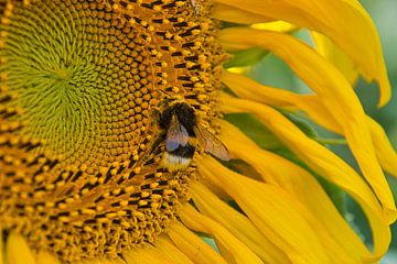 Bienenzeit von Tanja Voigt