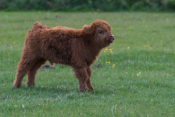 Schotse hooglanders als grote grazers in Nederland van Merijn Loch