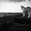 Cheval blanc sauvage Ameland beauté blanche avec coucher de soleil sur Malou van Gorp