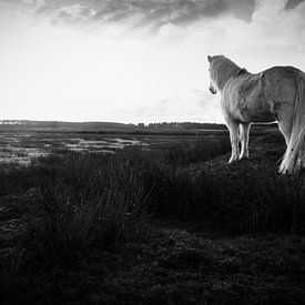 Wildes weißes Pferd Ameland weiße Schönheit mit Sonnenuntergang von Malou van Gorp