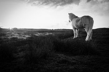 Wildes weißes Pferd Ameland weiße Schönheit mit Sonnenuntergang