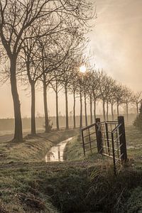 Mooie bomenlaan von Moetwil en van Dijk - Fotografie