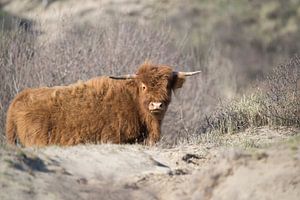 Schotse Hooglander jong van CreaBrig Fotografie