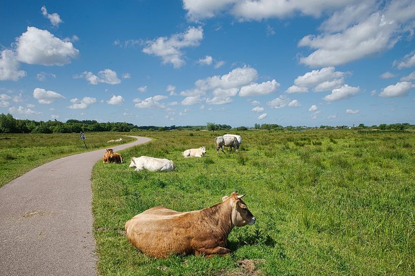 Cows by Frank Dotulong