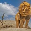 The Lion King, Yogesh Bhatia by 1x
