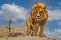 De Leeuwenkoning van Yogesh Bhatia thumbnail