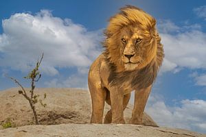 Der König der Löwen, Yogesh Bhatia von 1x
