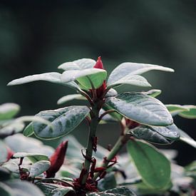 Opkomende rode bloem van Ilse Rood