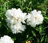 White Peonies