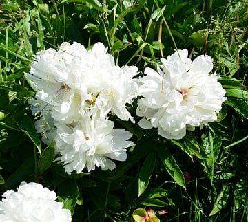 White Peonies by Lilly Wonderz