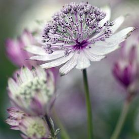 tenderness van Luchiena Heine