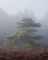 Subtle Light