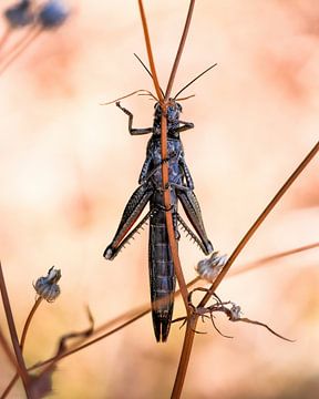 Grasshopper by Tom Zwerver