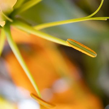 Bild Gloriosa Blume