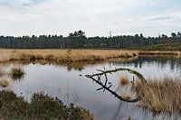 Waterhole