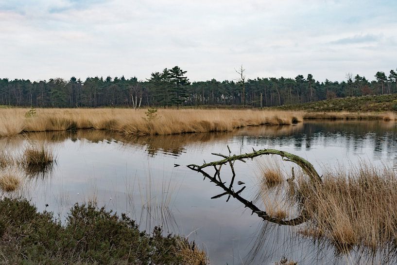 Waterhole by Anton de Wolff