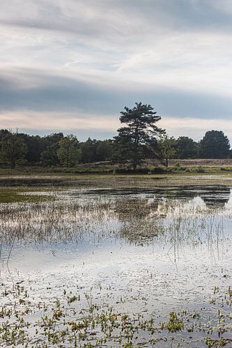 Den aan de rand van het ven