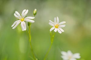 Große Mauer (Stellaria holostea)