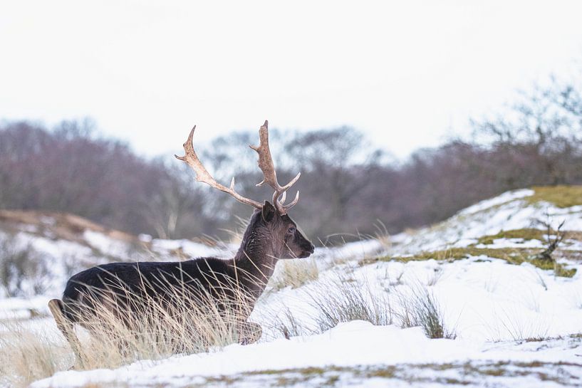 Brown fallow deer with antlers in the snow by Anne Zwagers