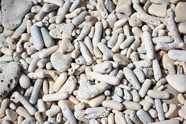 Weiße tropische Korallen am Strand von Mirjam Bourke