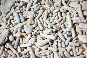 Tropisch koraal op het strand