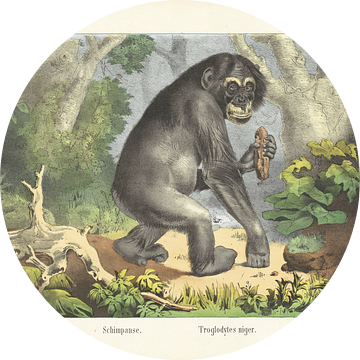 Chimpansee, Firma Joseph Scholz, 1829 - 1880