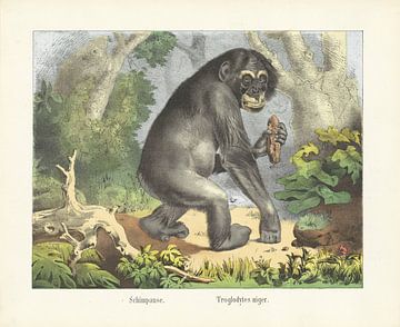 Schimpanse. / Troglodytes niger, Firma von Joseph Scholz, 1829 - 1880