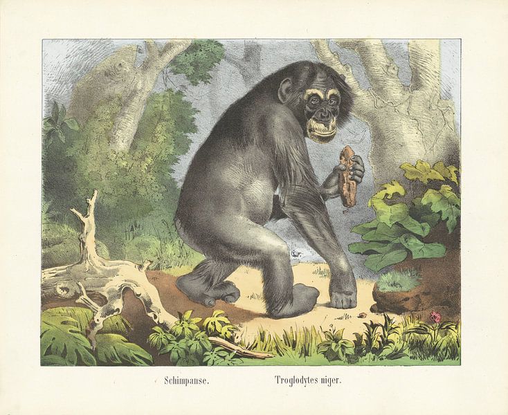 Schimpanse. / Troglodytes niger, Firma von Joseph Scholz, 1829 - 1880 von Gave Meesters