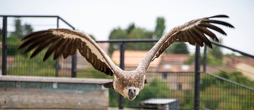 roofvogel van Bram de Muijnck