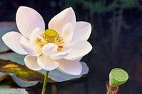 Holy Lotus