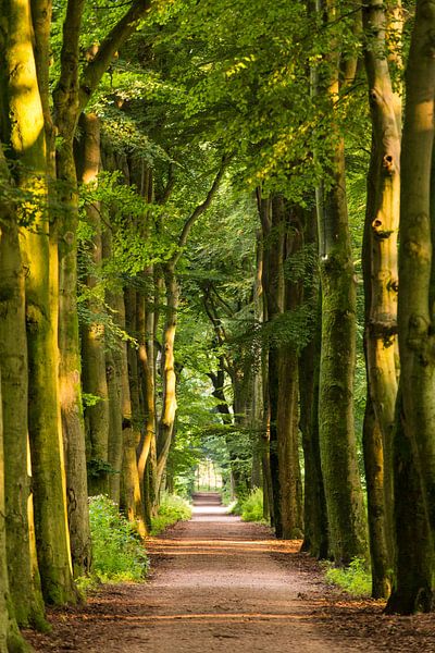 Groene tunnel van Joram Janssen