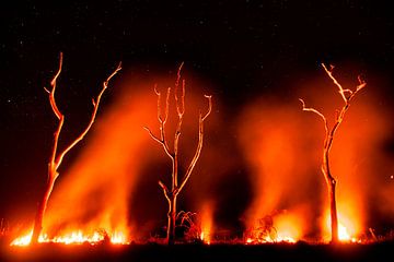 Wiese in Flammen im Pantanal, Brasilien. von AGAMI Photo Agency