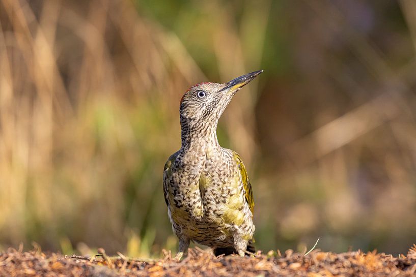 Le jeune pic vert pose joliment par John Stijnman
