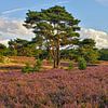 Brunssumer Heide in het avondlicht - heidebloesem in augustus van Rolf Schnepp