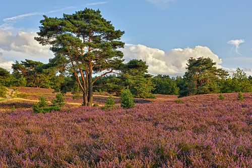 Brunssumer Heide au crépuscule - la bruyère en fleurs en août