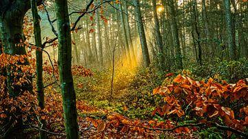 La forêt en automne sur nol ploegmakers
