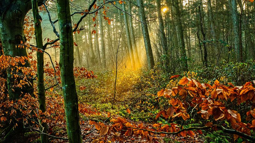 Wald im Herbst von nol ploegmakers