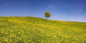 Löwenzahnwiese im Allgäu