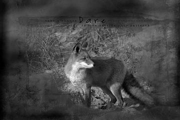 Een vos in de late nazomer zon van Carla van Zomeren