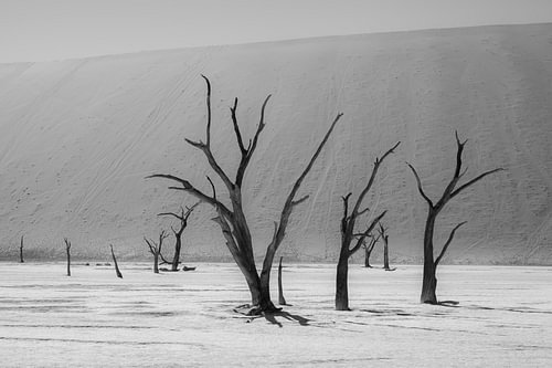 Arbres à Deadvlei (photo en noir et blanc)