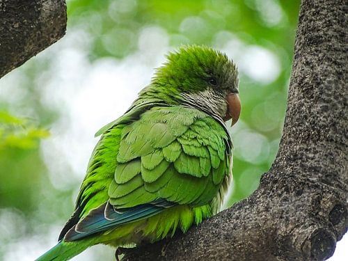 Parakeet in Barcelona
