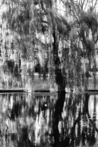 Weeping willow reflected in a pond, in black and white by Patricia Hofmeester