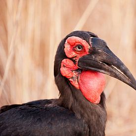 Southern ground hornbill by Lotje Hondius