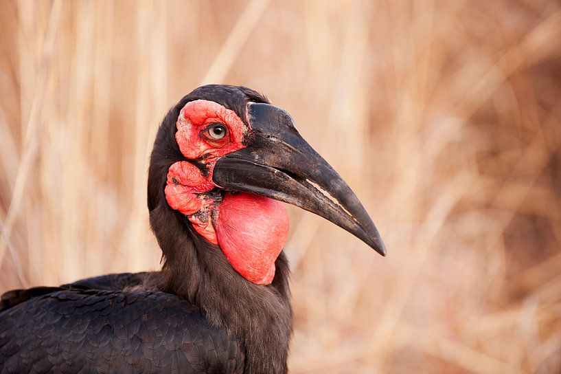 Southern ground hornbill by Lotje Hondius