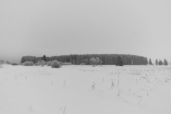 Dark coniferous forest on the horizon – Hoge Venen, Belgium