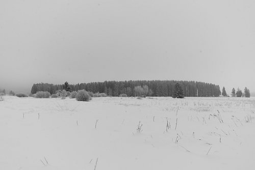 Forêt de conifères sombre à l'horizon - Hautes Fagnes, Belgique