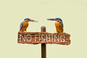 Des martins-pêcheurs avec du poisson sur un panneau en disant "no fishing" sur Frans Lemmens